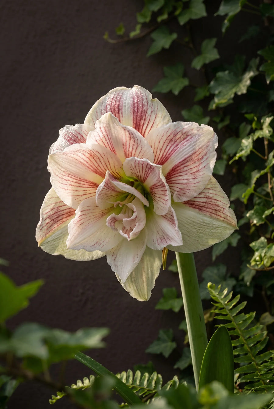 Hippeastrum Nymph — sfeerbeeld