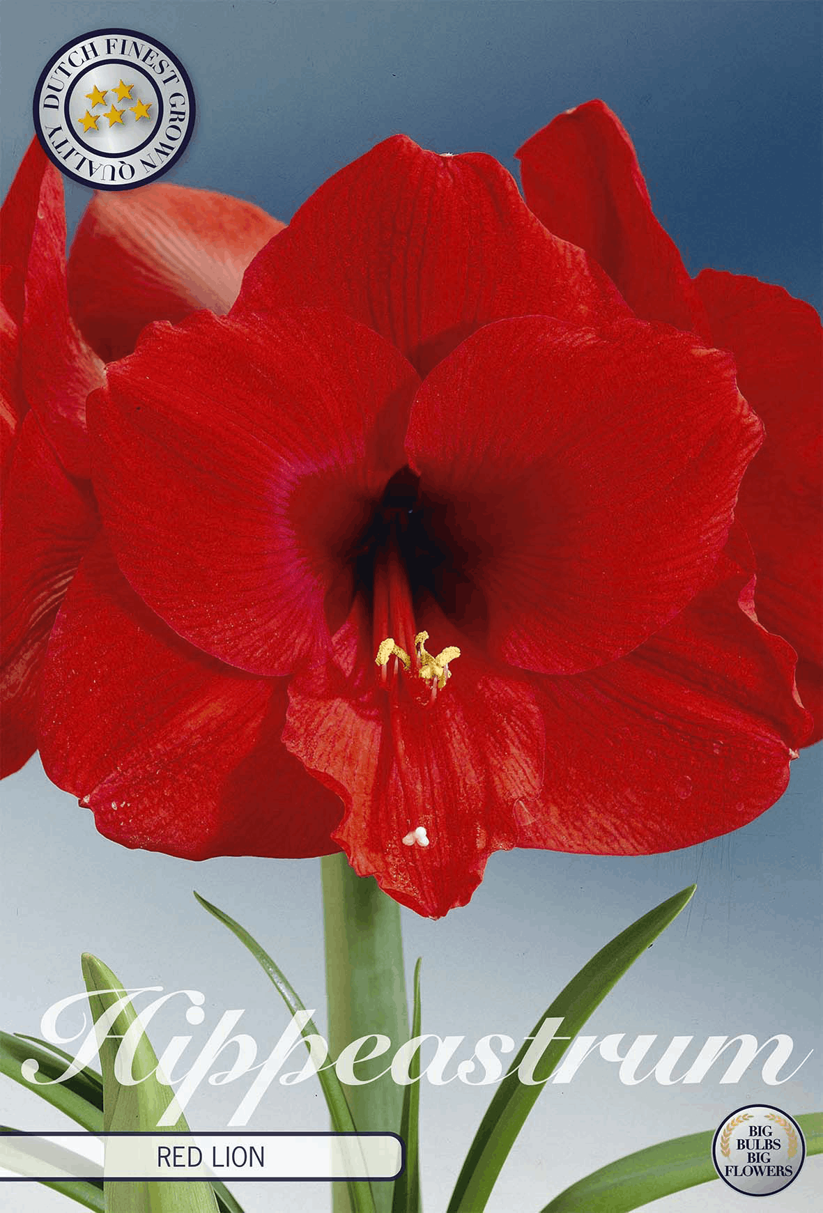 Hippeastrum Red Lion