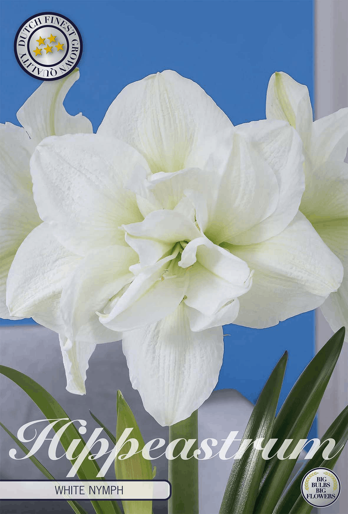 Amaryllis bulbs