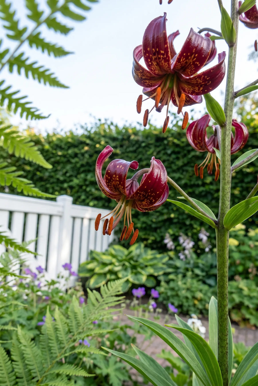 Lilium Claude Shirde — close-up van de bloem