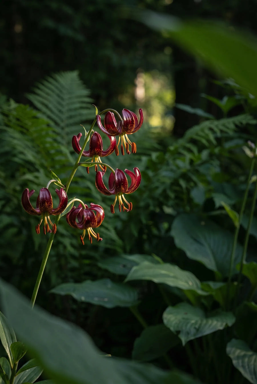 Lilium Claude Shirde — sfeerbeeld