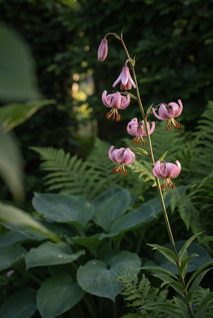Lilium Pink Morning — sfeerbeeld