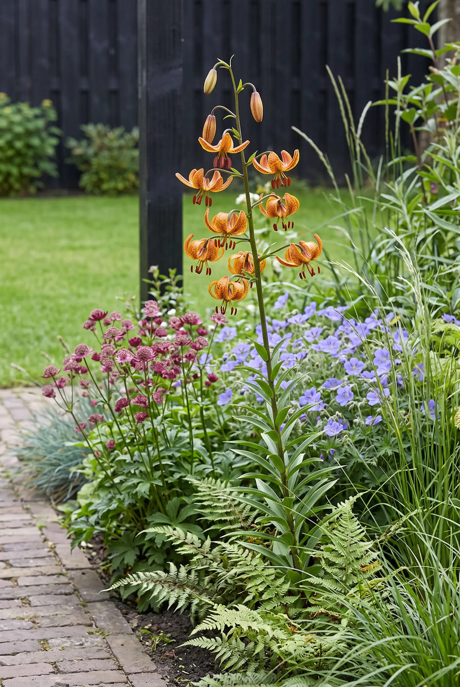 Lilium Sunny Morning — in de border