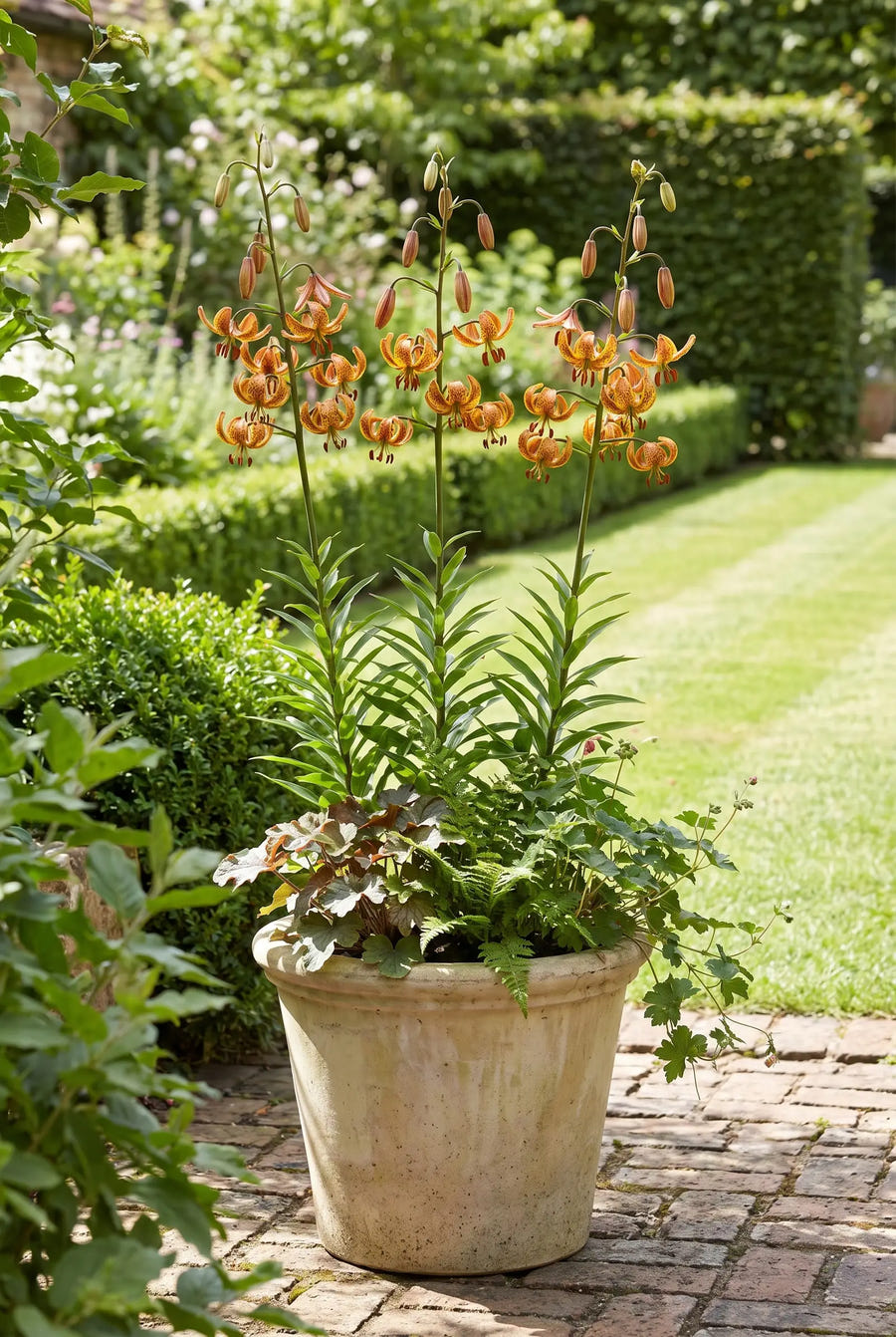 Lilium Sunny Morning — in pot op terras
