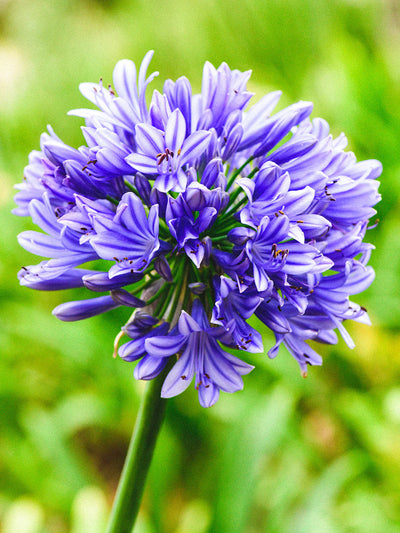 Perennials