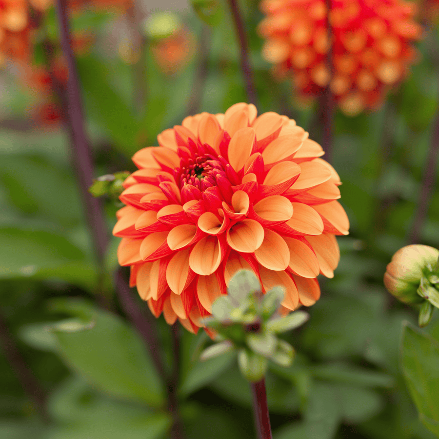 Dahlia American Sunset