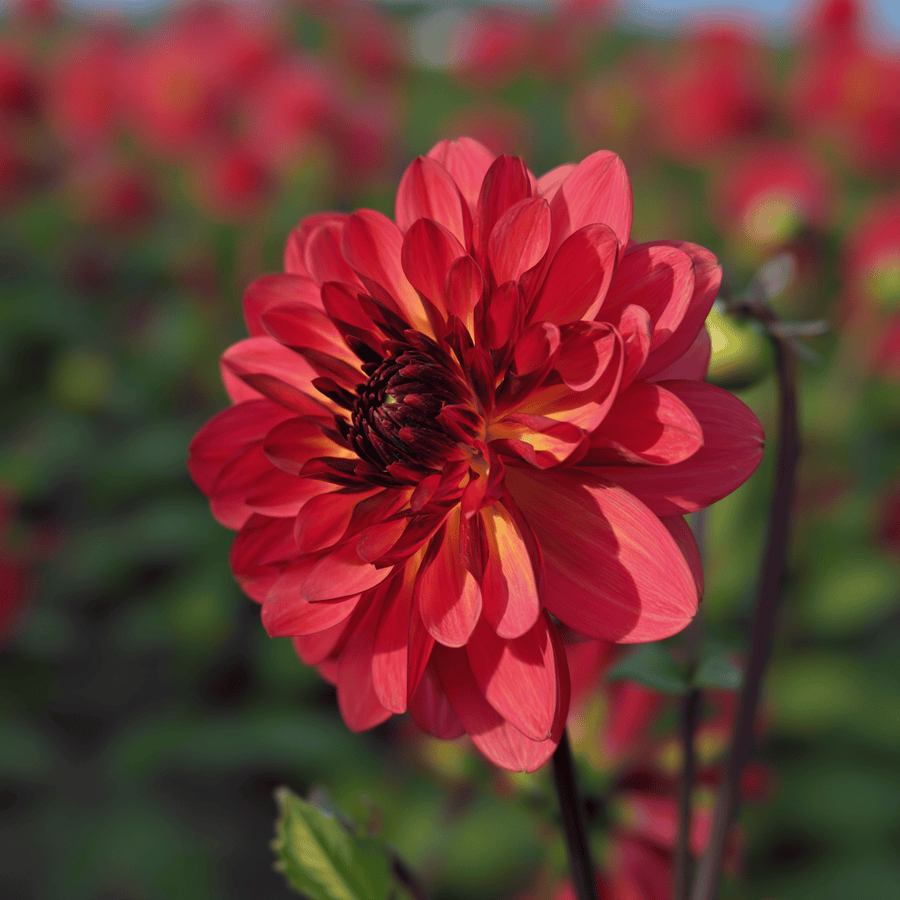 Dahlia Antibes