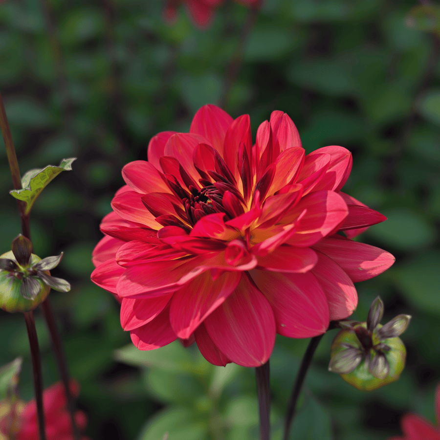 Dahlia Antibes
