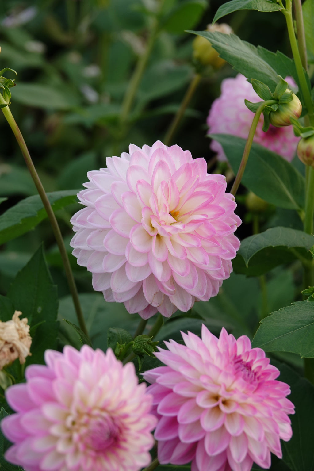 Dahlia Arbatax