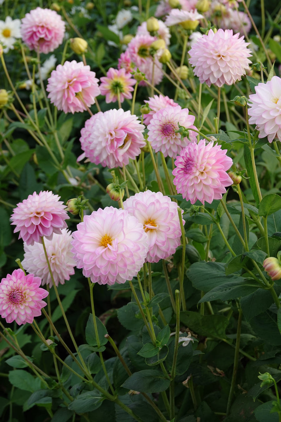 Dahlia Arbatax