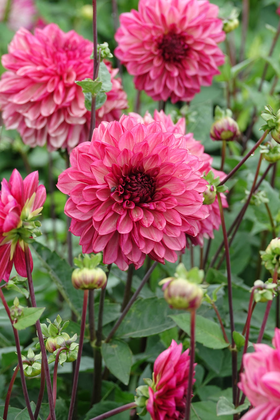 Dahlia Bacardi