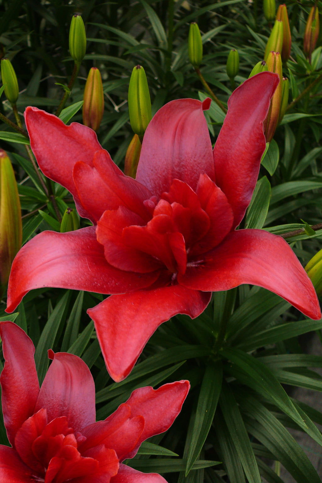 Lilium Bald Eagle