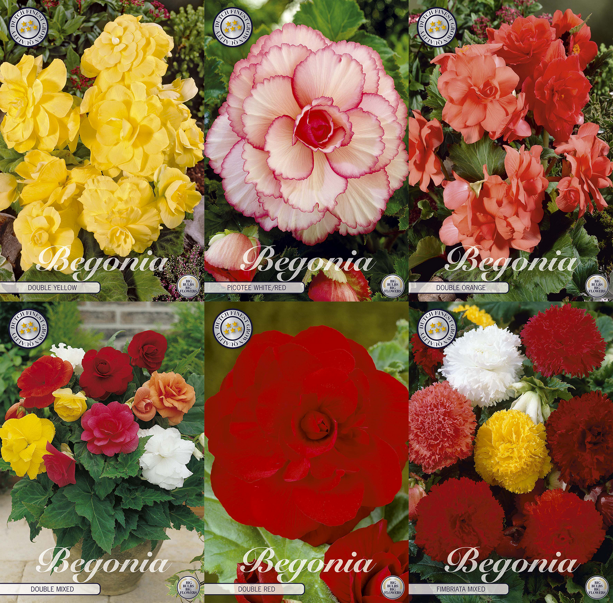 Begonia Summer Charm