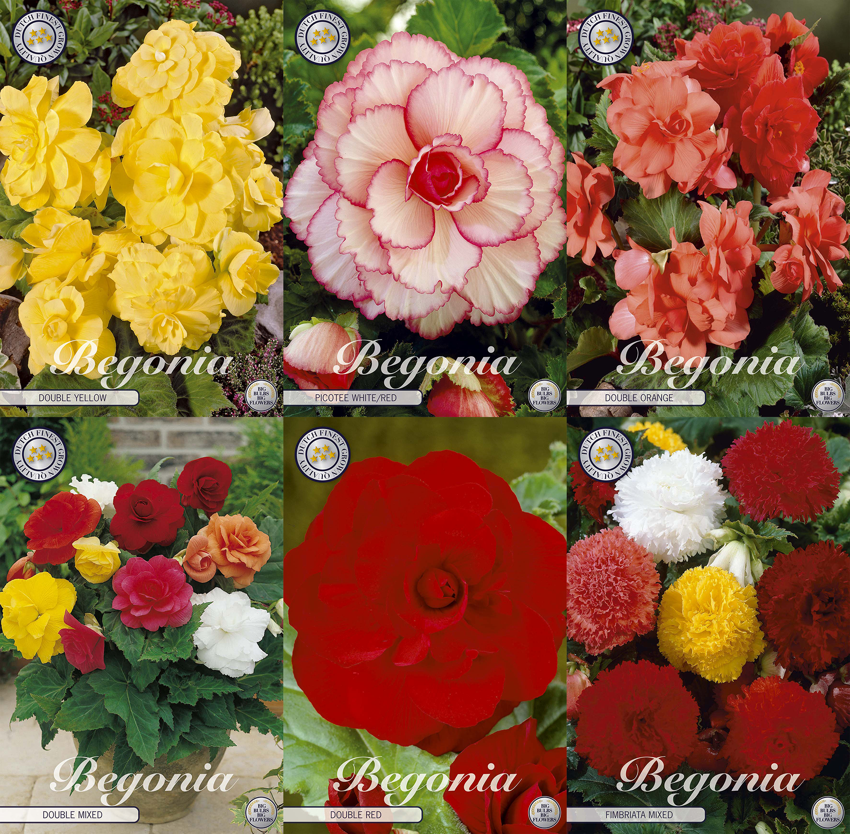 Begonia Summer Charm