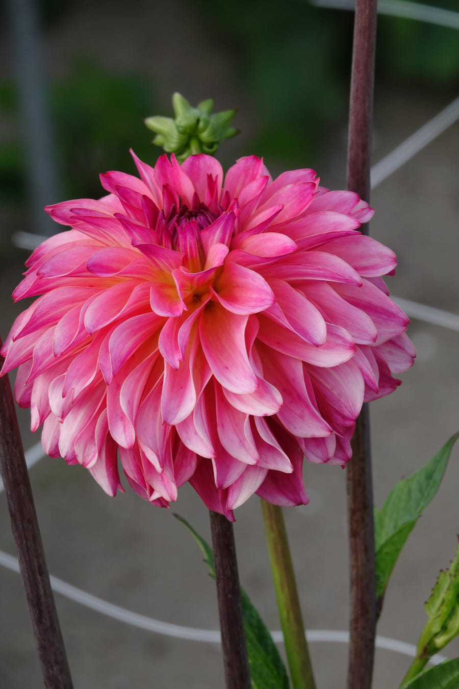 Dahlia Belfloor