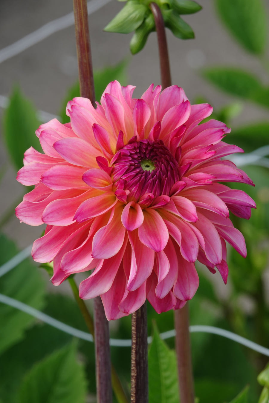 Dahlia Belfloor