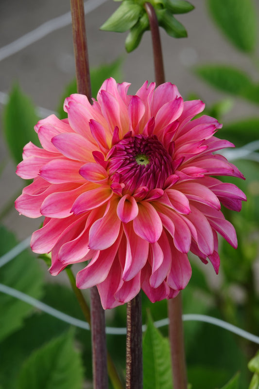 Dahlia Belfloor