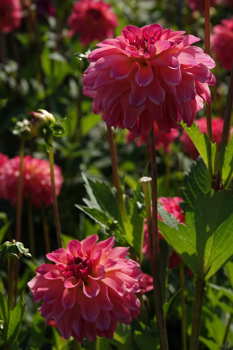 Dahlia Belfloor