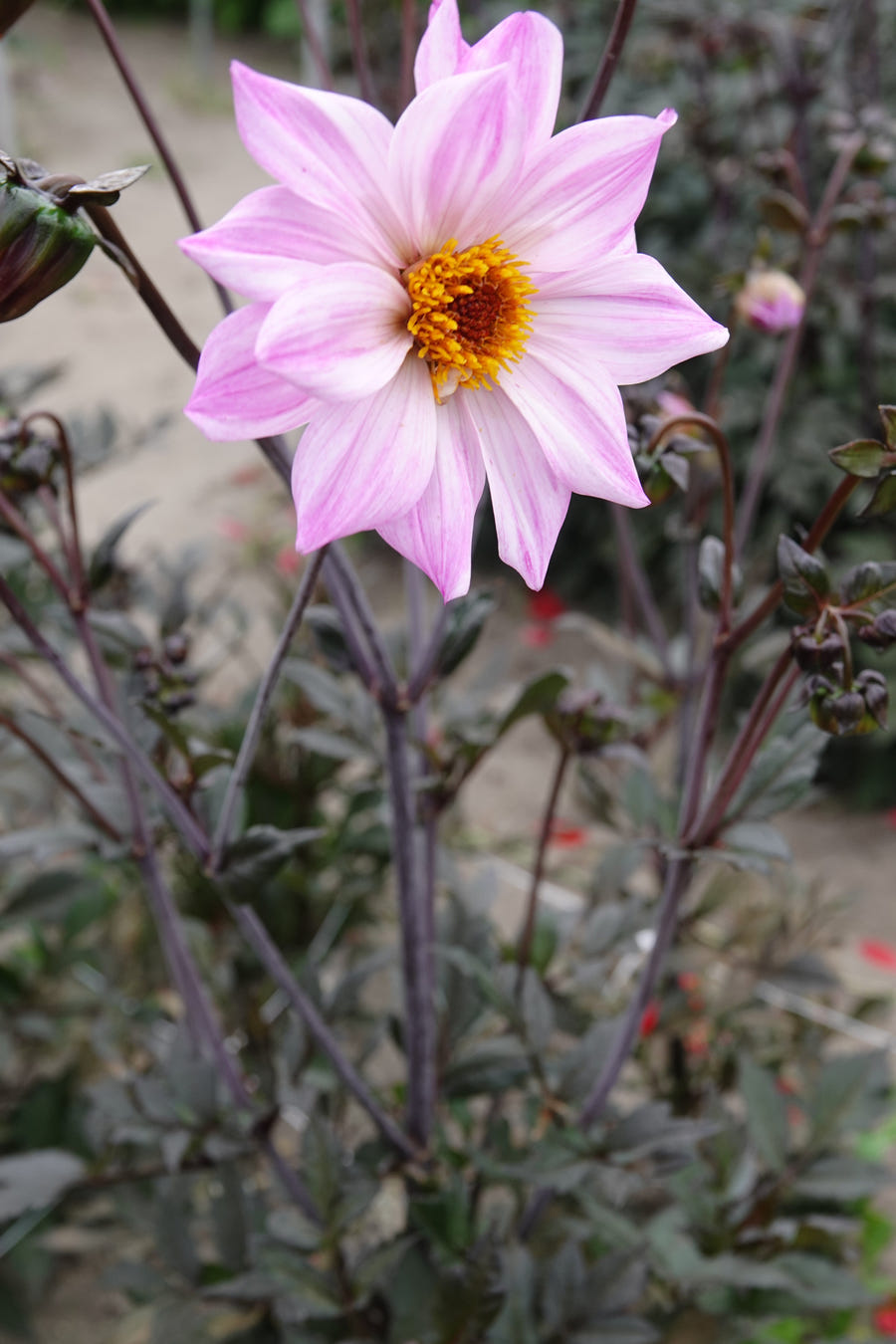 Dahlia Bishop of Leicester