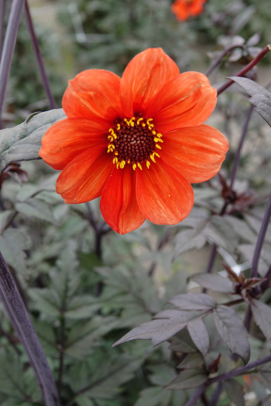 Dahlia Bishop of Oxford