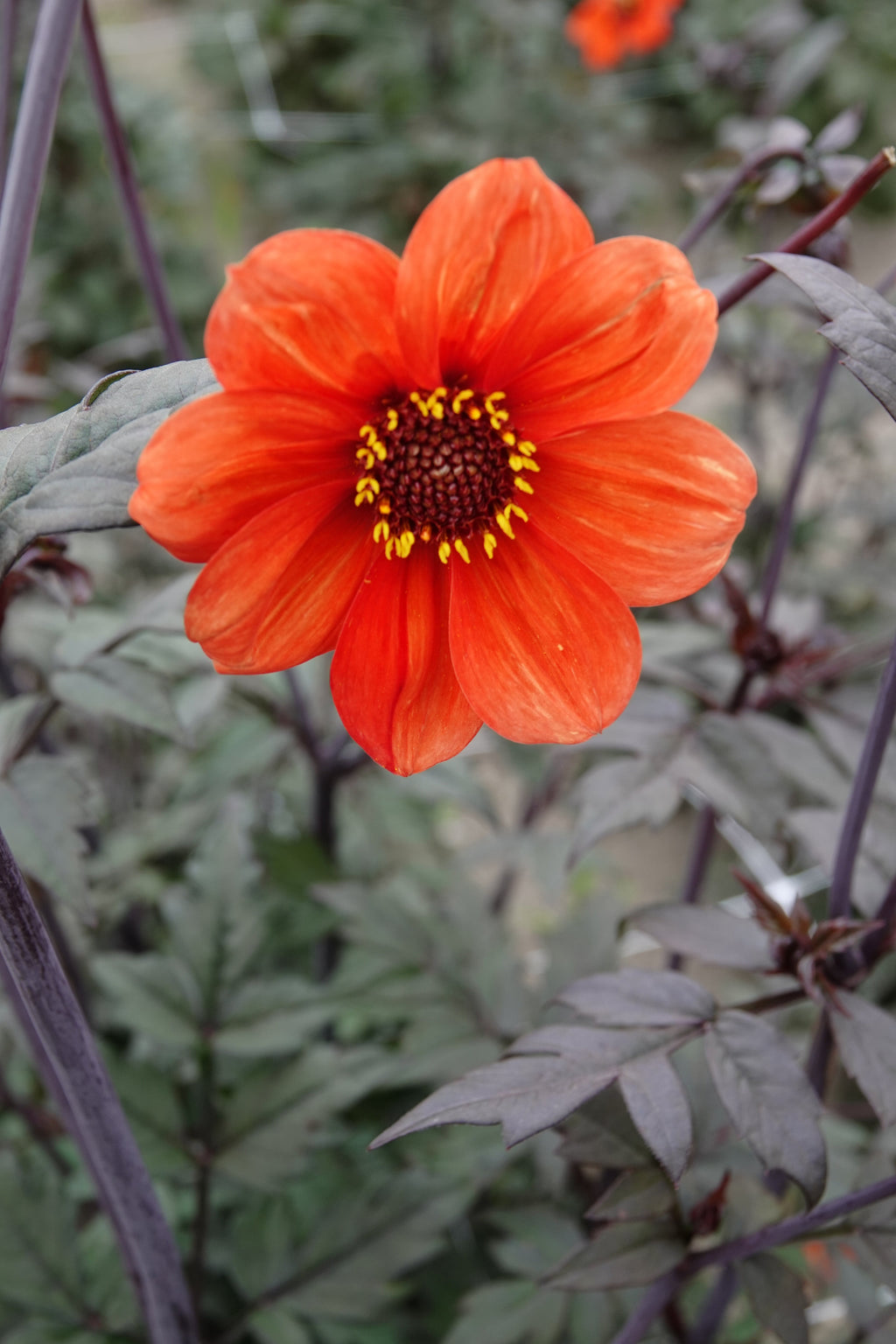 Dahlia Bischop of Oxford