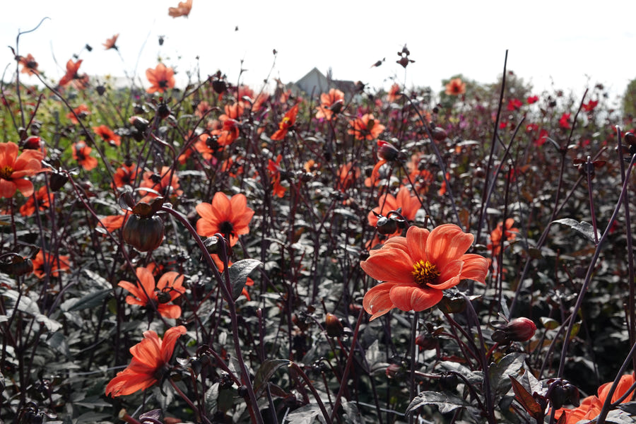 Dahlia Bishop of Oxford