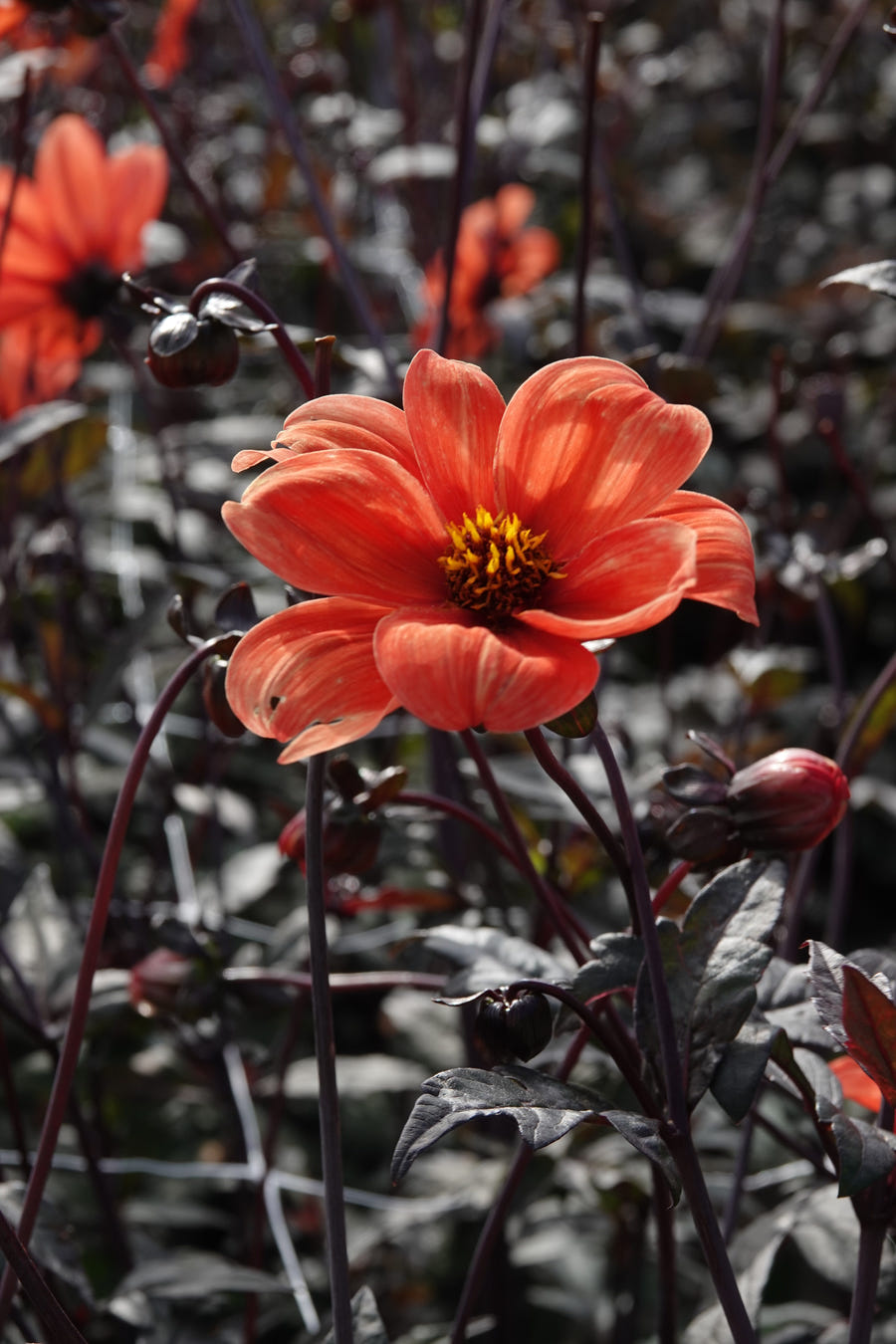 Dahlia Bishop of Oxford