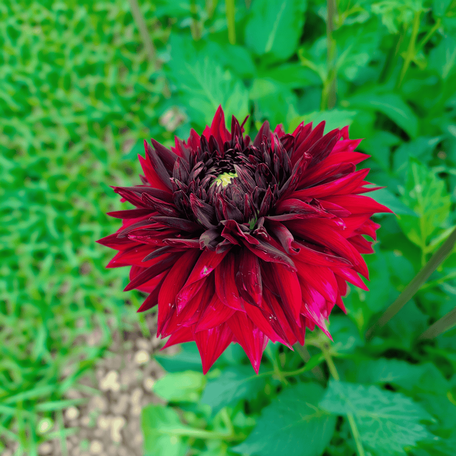 Dahlia Black Touch
