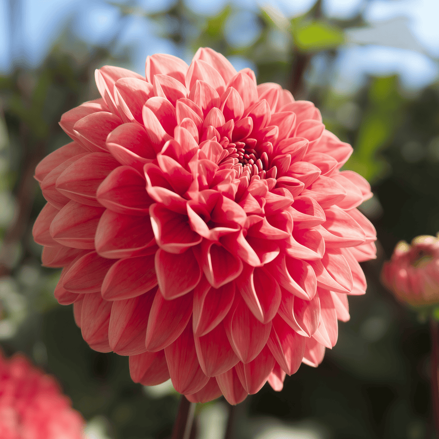 Dahlia Blitzer