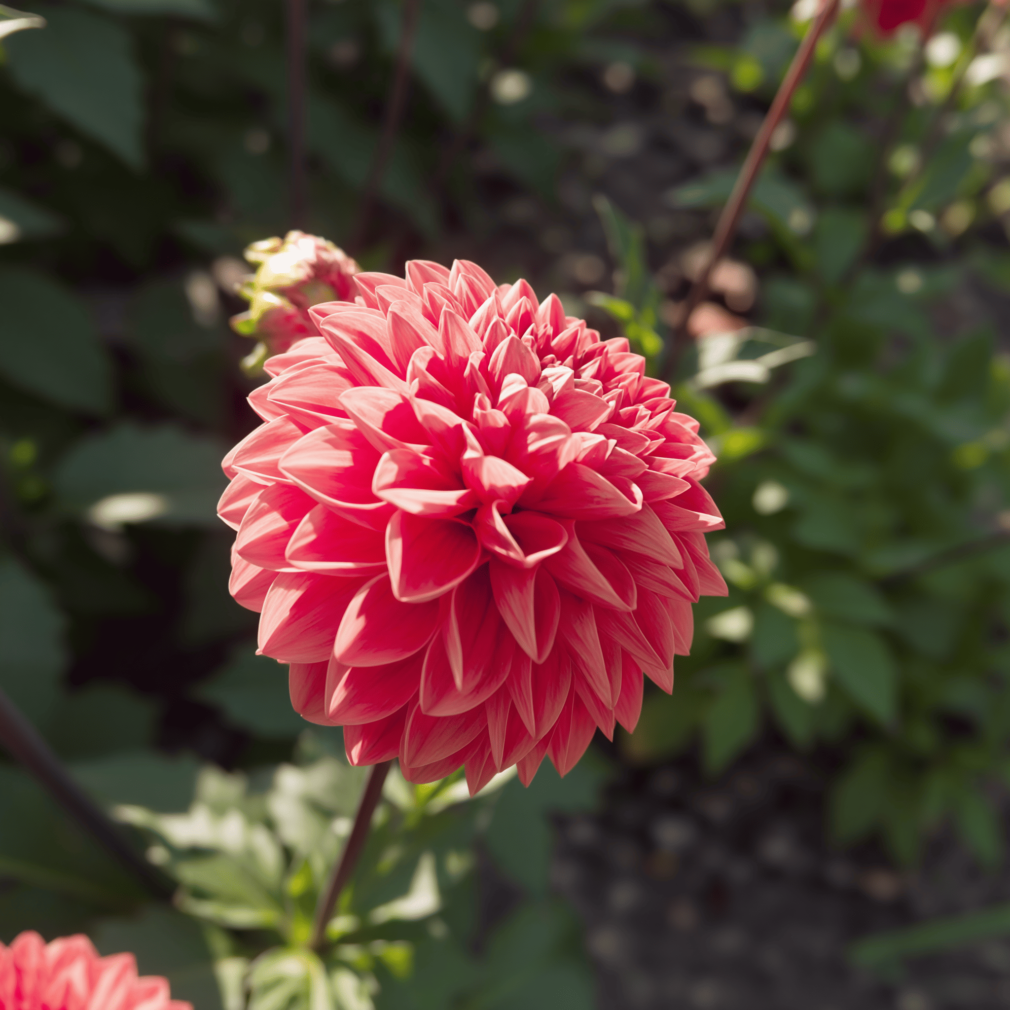 Dahlia Blitzer