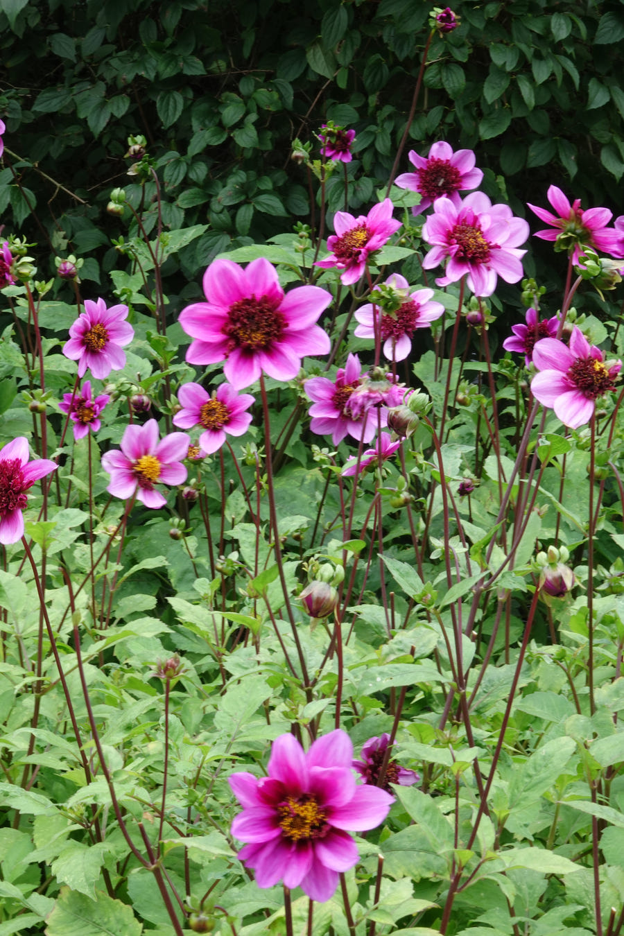 Dahlia Blue Bayou