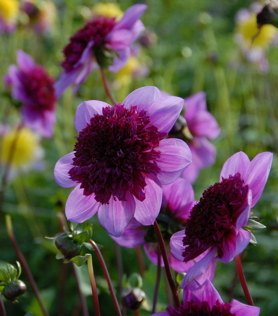 Dahlia Blue Bayou