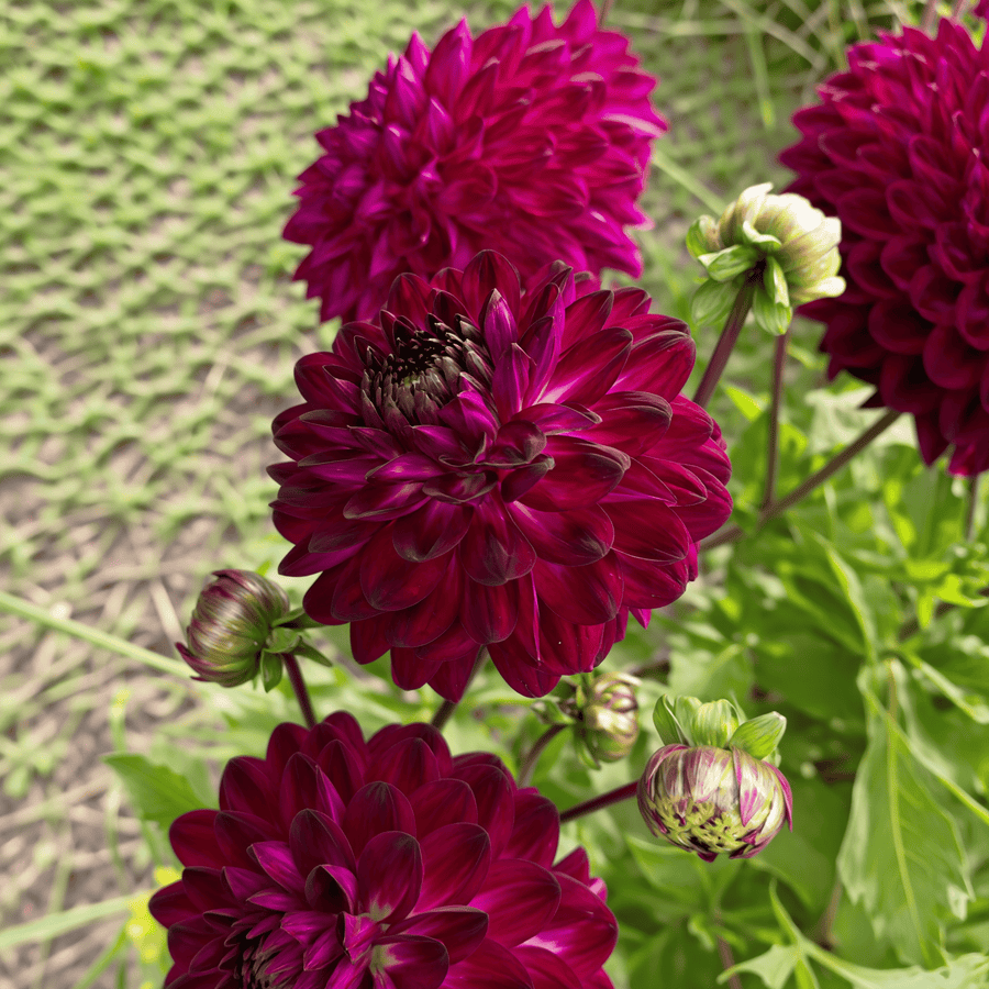 Dahlia Blue Bird