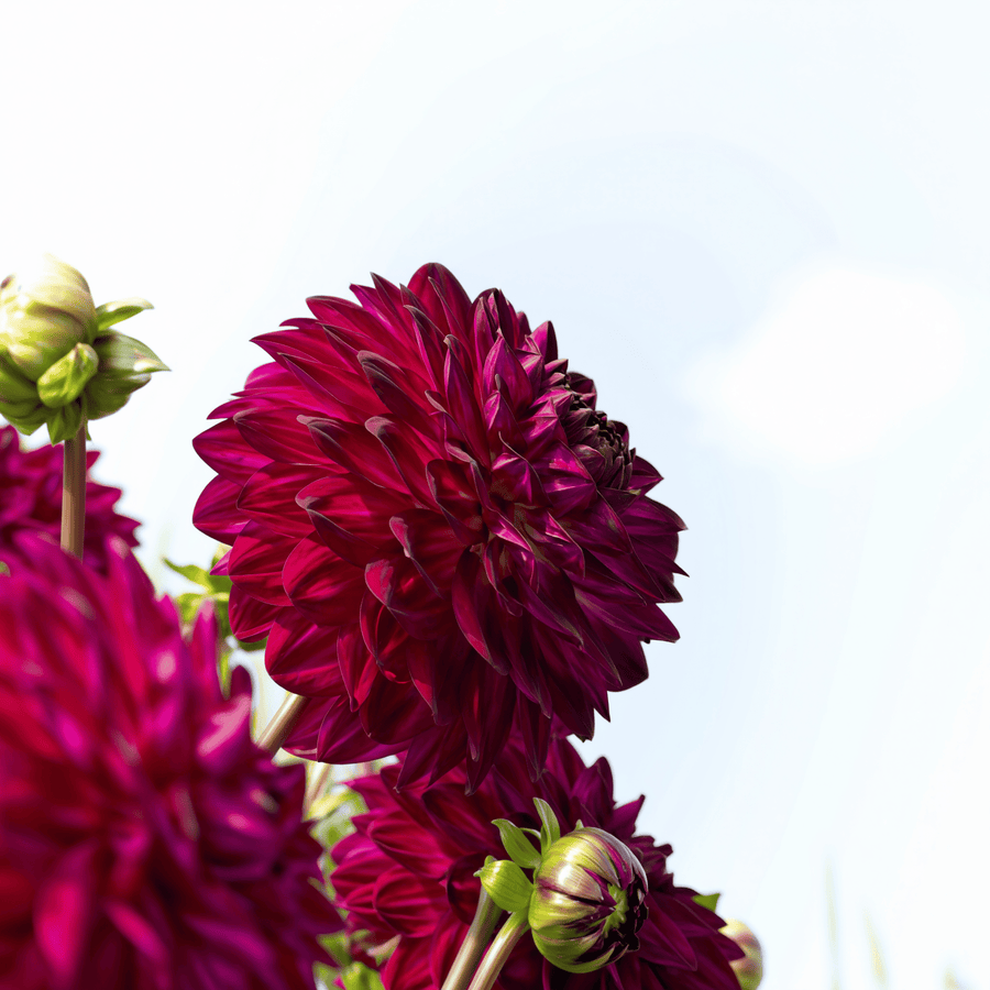 Dahlia Blue Bird