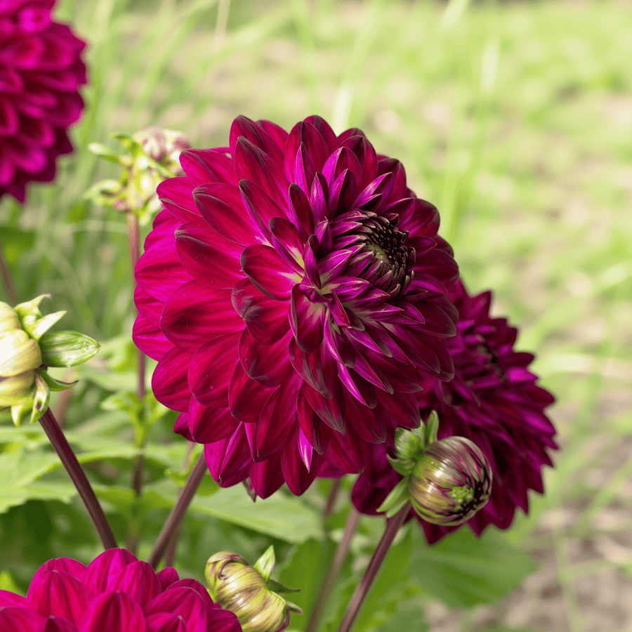 Dahlia Blue Bird