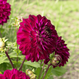 Dahlia Blue Bird