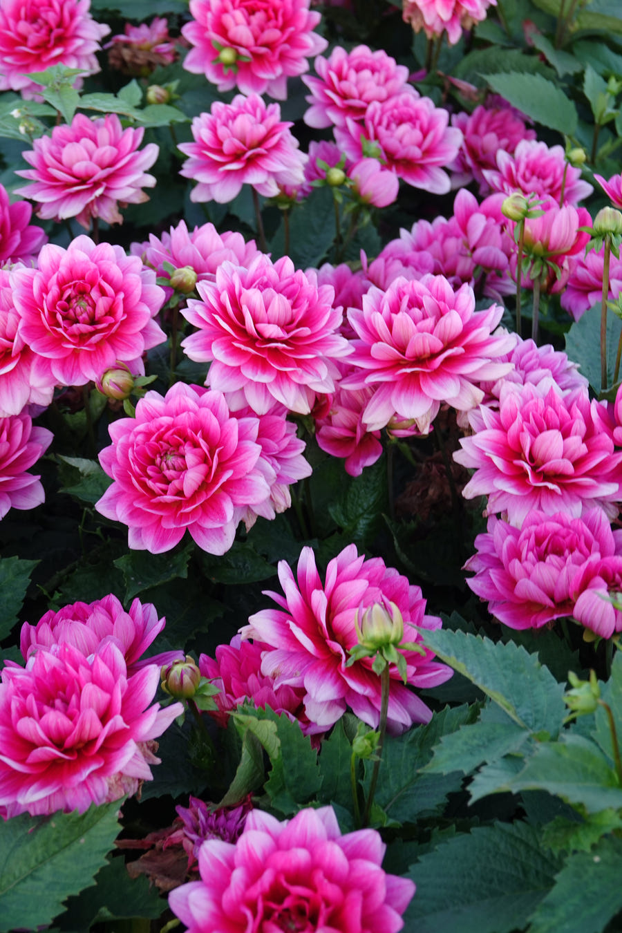 Dahlia Bluesette
