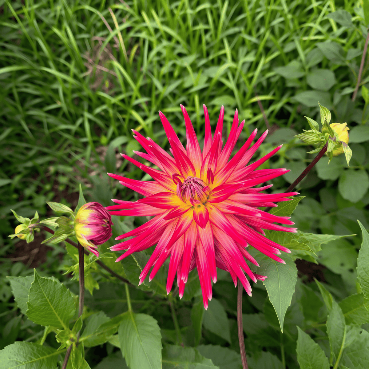 Dahlia Bora Bora