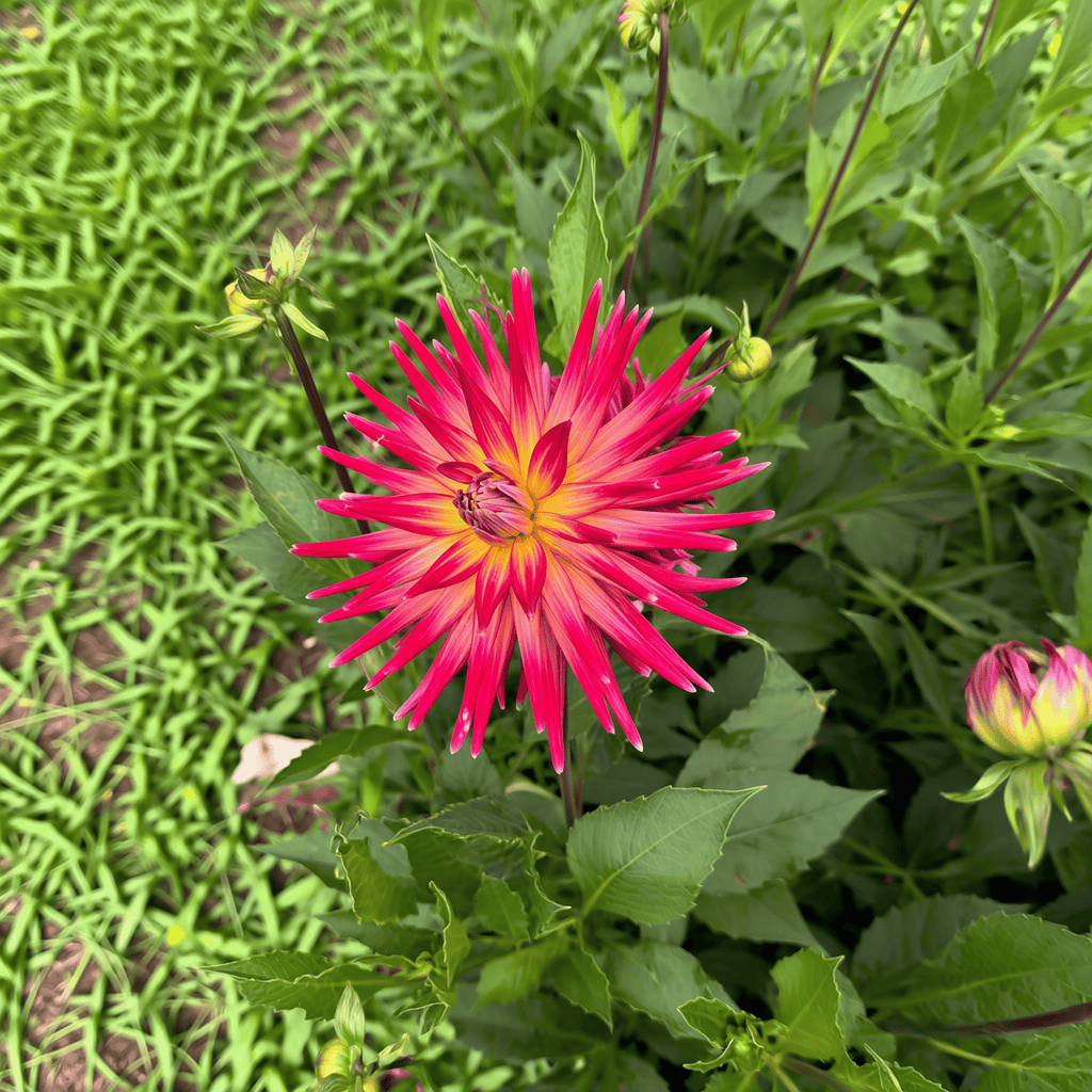 Dahlia Bora Bora