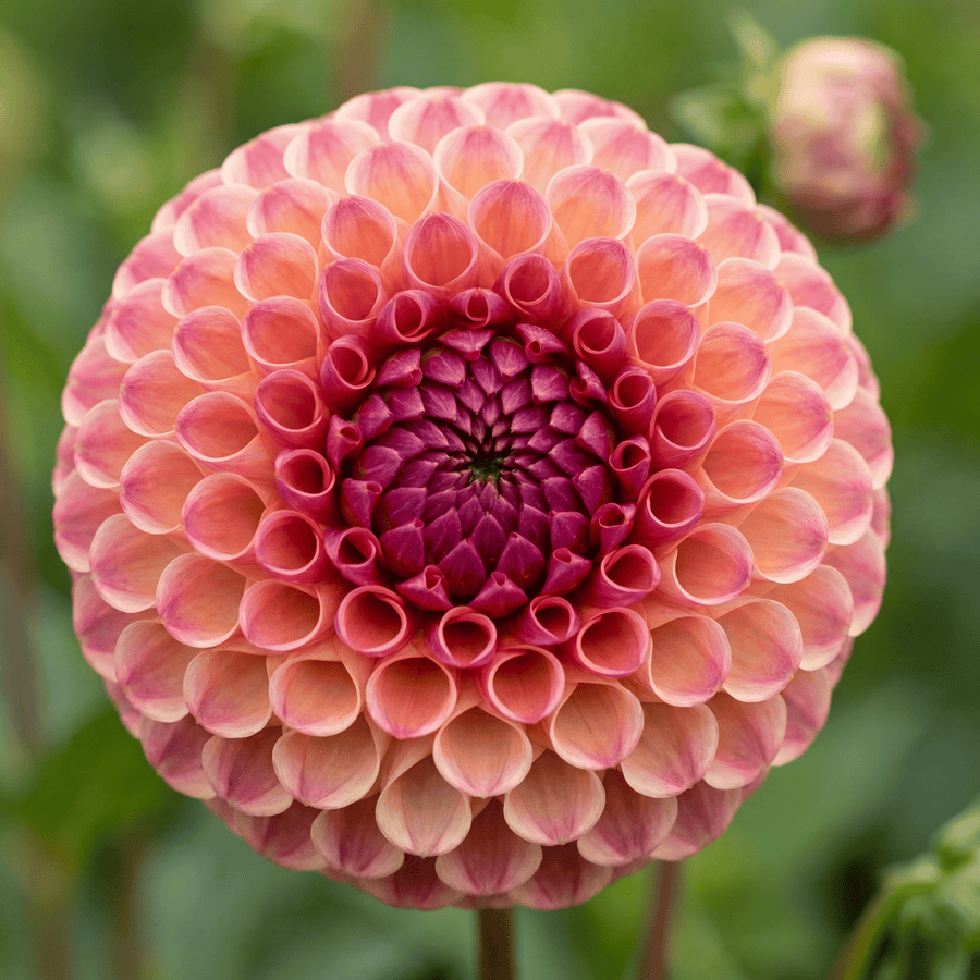 Dahlia Burlesca