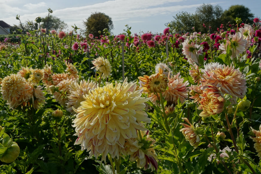 Dahlia Cambridge