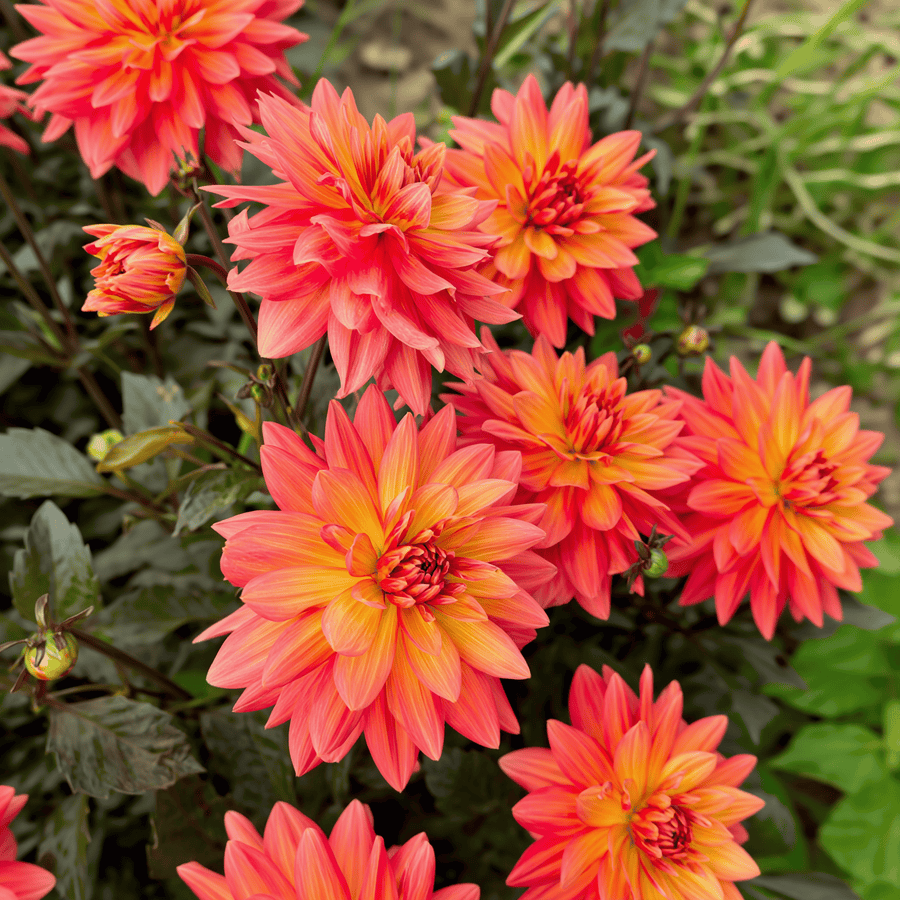 Dahlia Camelot