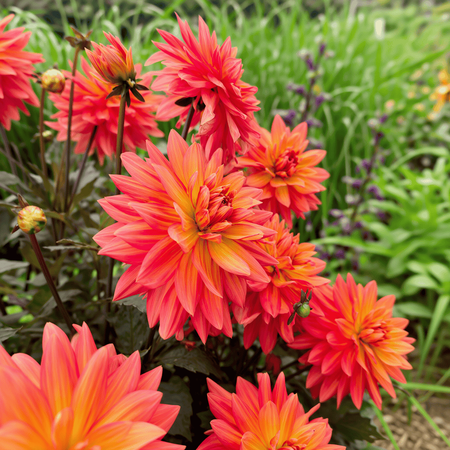 Dahlia Camelot