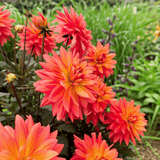 Dahlia Camelot