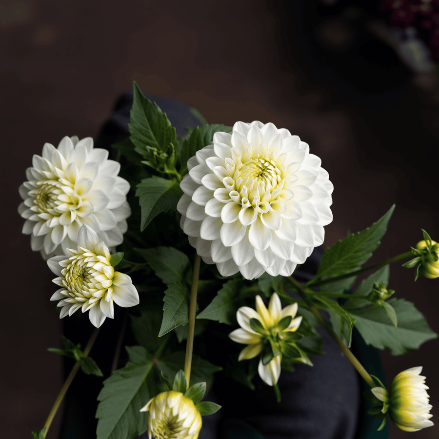Dahlia Caro