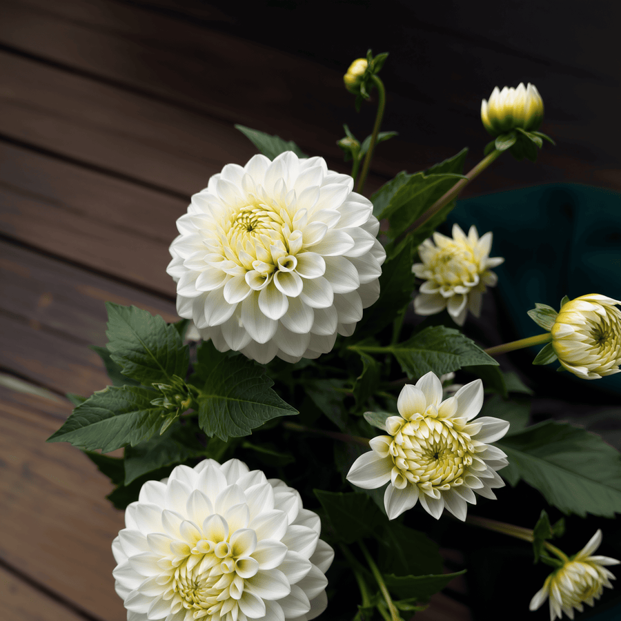 Dahlia Caro