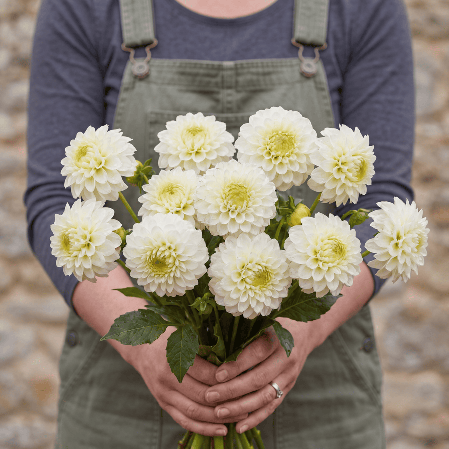 Dahlia Caro