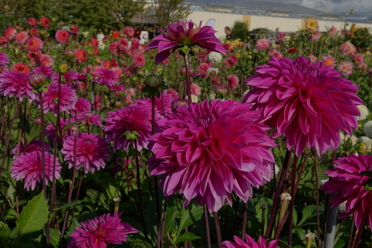 Dahlia Cartouche