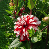 Dahlia Catching Fire