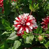 Dahlia Catching Fire